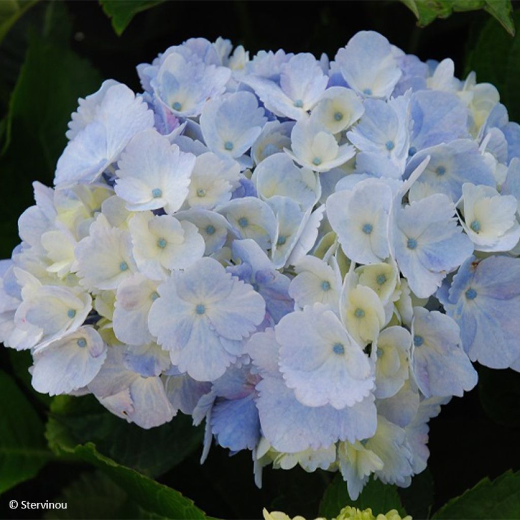 Hortensia macrophylla Amethyst - Hydrangea