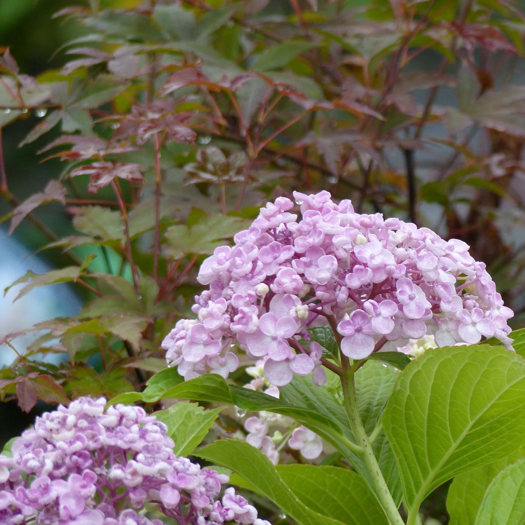 Hortensia macrophylla Ayesha - Hydrangea