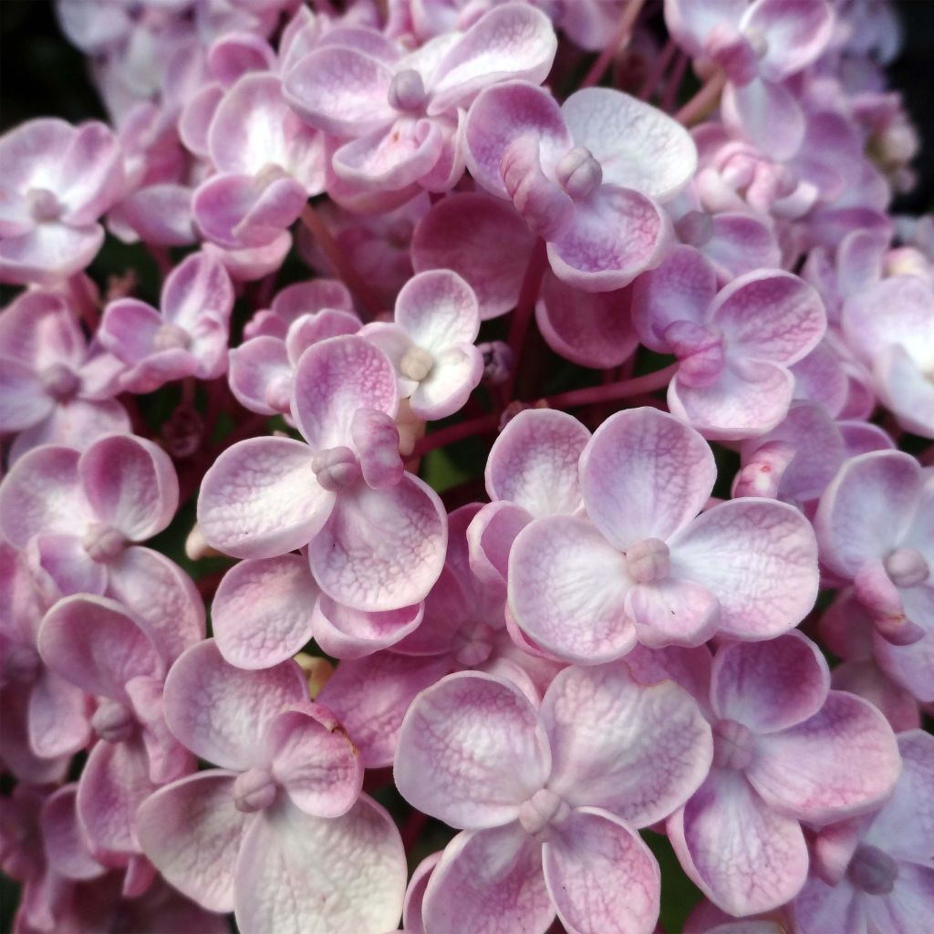 Hortensia macrophylla Ayesha - Hydrangea