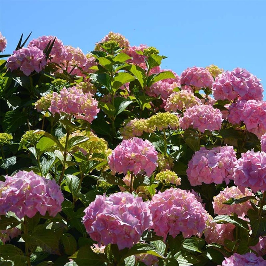 Hortensia macrophylla Bouquet Rose - Hydrangea