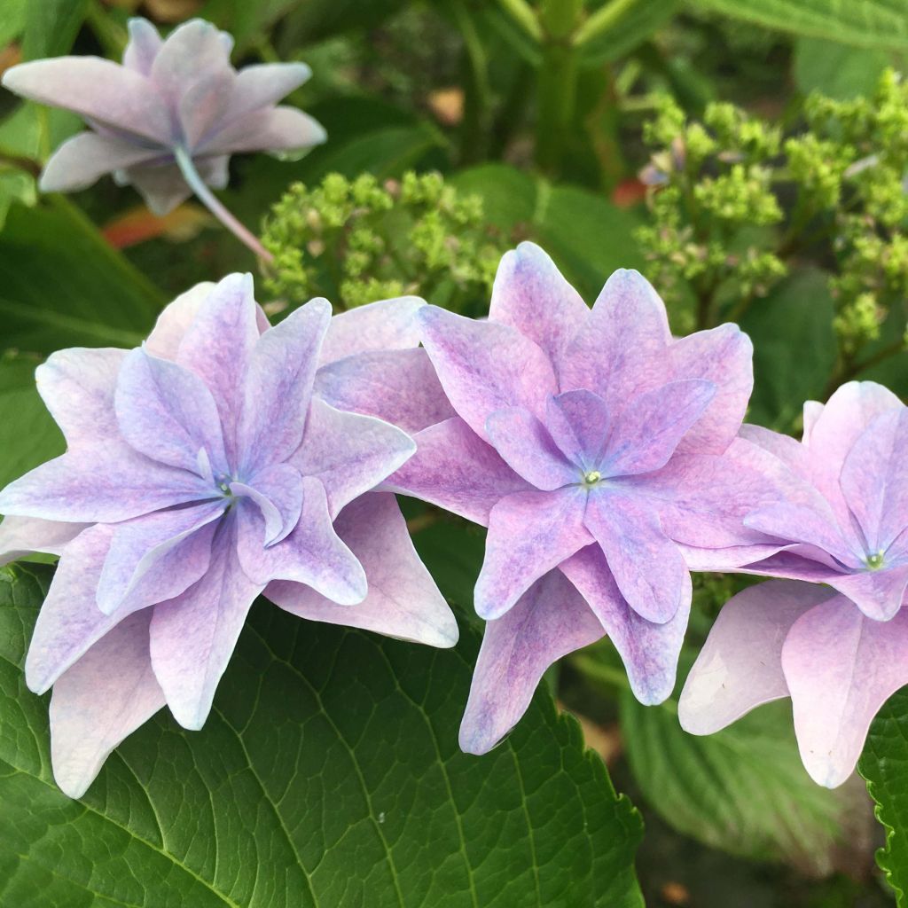 Hortensia macrophylla Hovaria Elleair Anniversary - Hydrangea