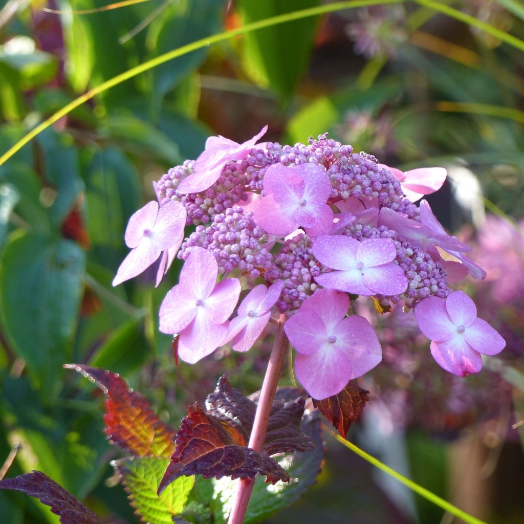 Hortensia macrophylla Endless Summer Twist and Shout - Hydrangea