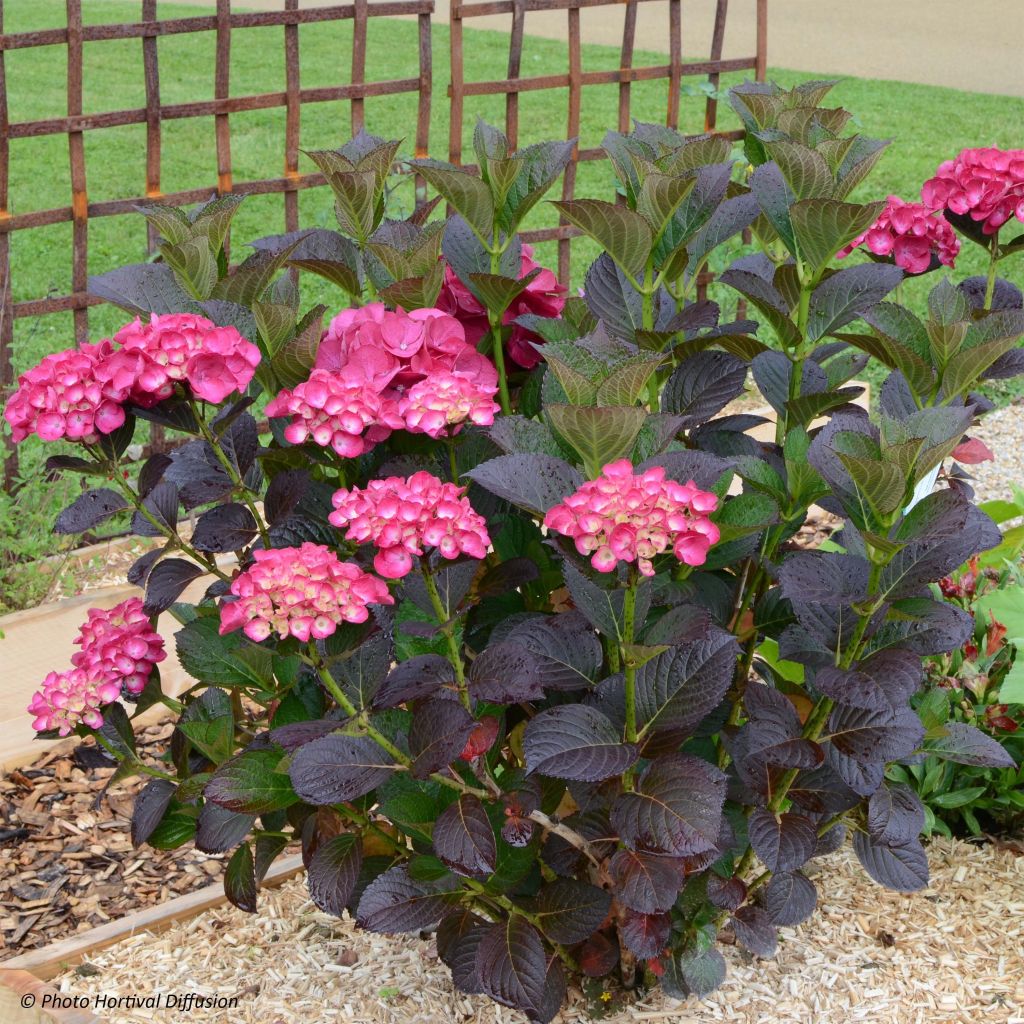 Hortensia macrophylla Julisa - Hydrangea