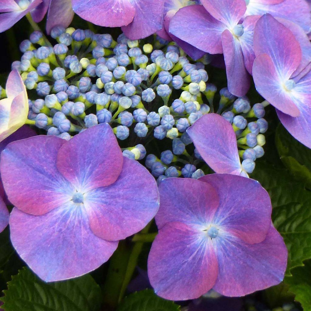 Hortensia macrophylla Kardinal Violet - Hydrangea