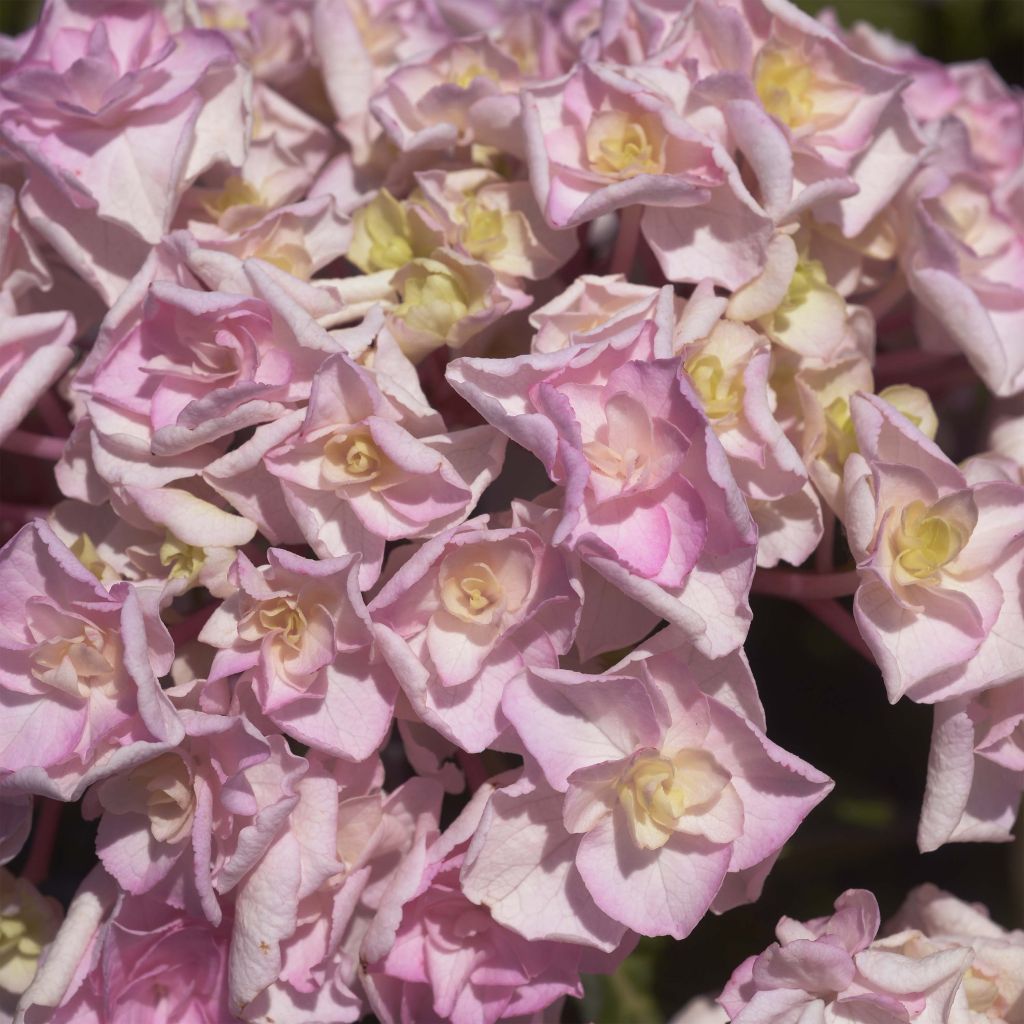 Hortensia macrophylla Kazan