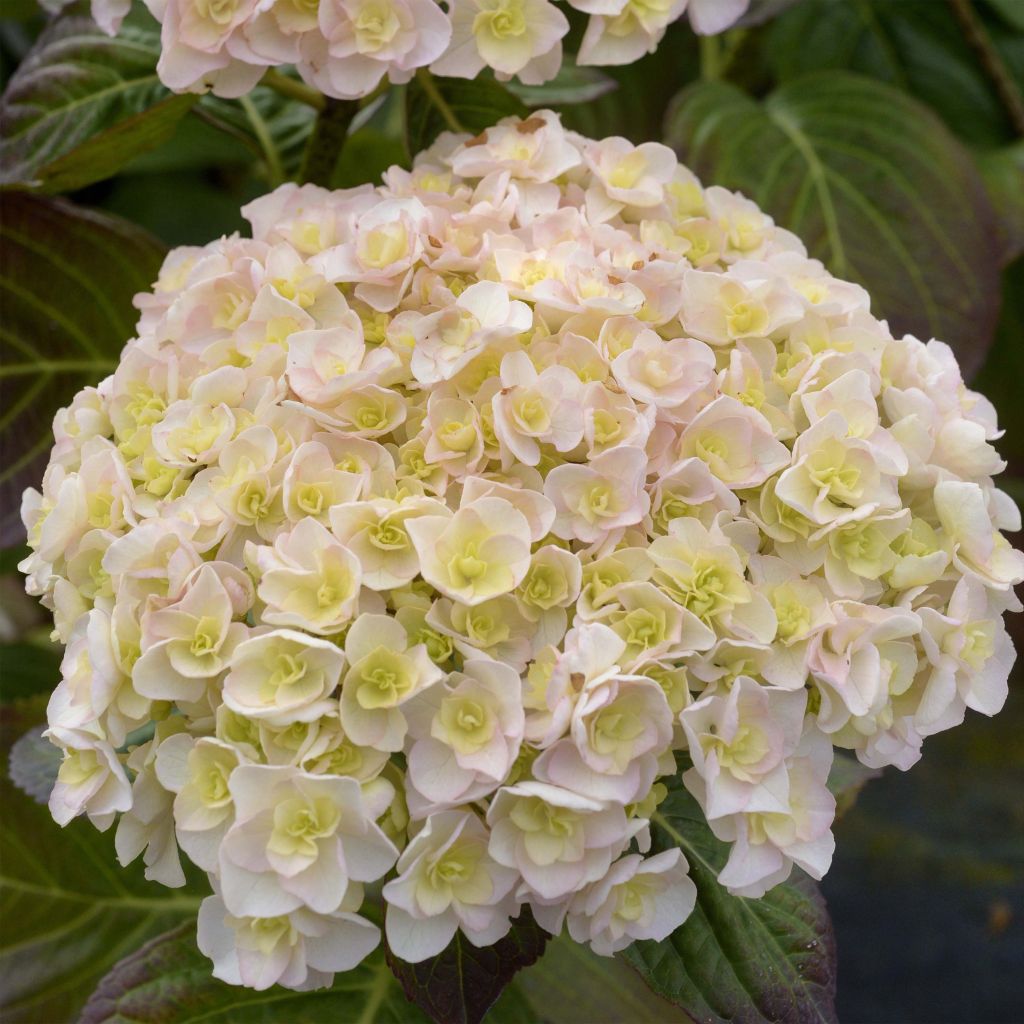 Hortensia macrophylla Kazan