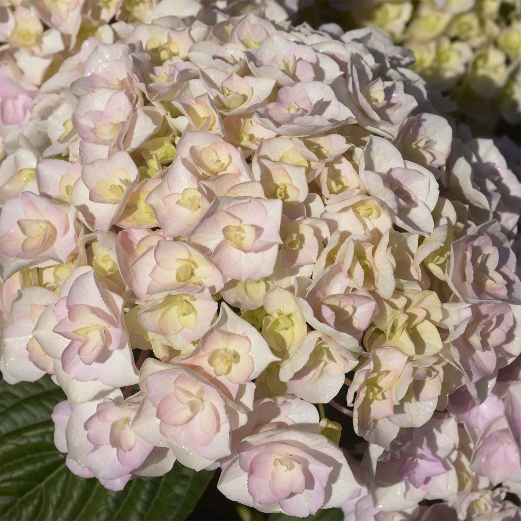 Hortensia macrophylla Kazan