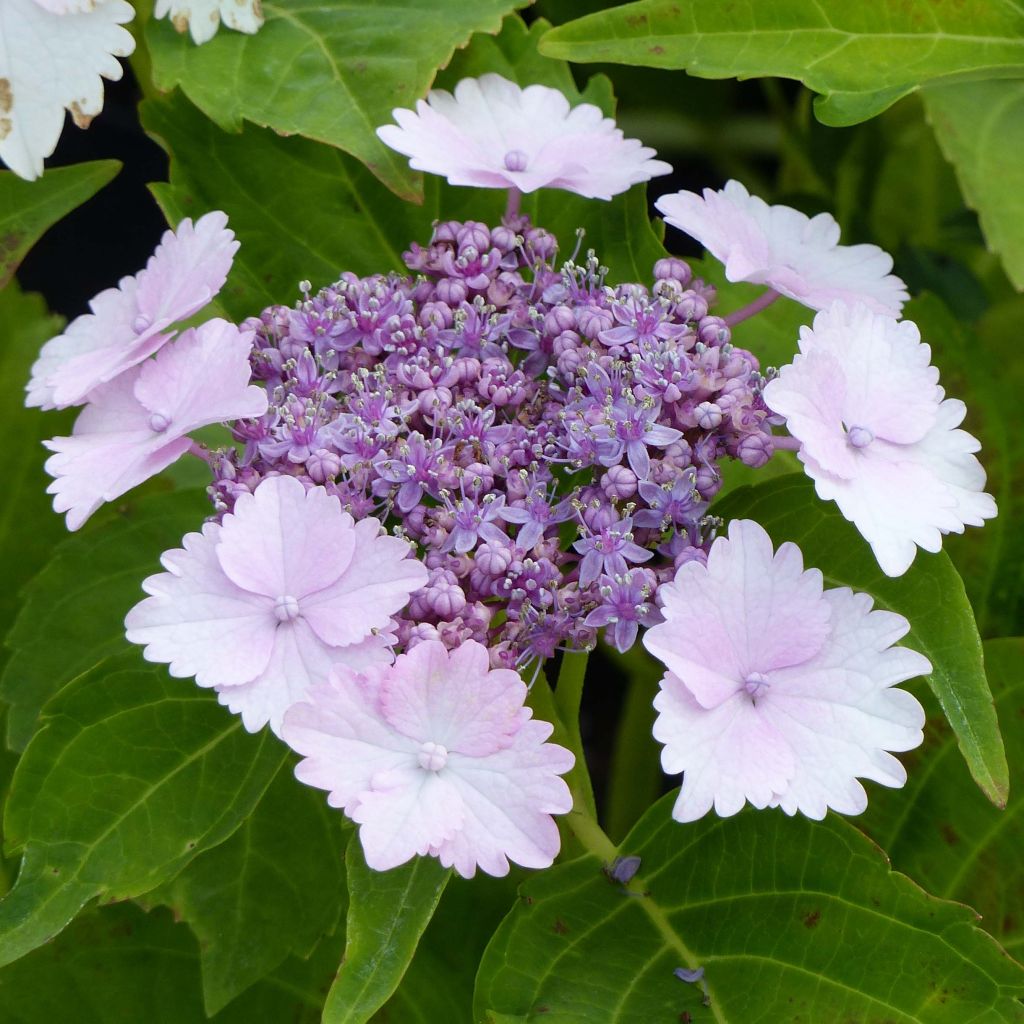 Hortensia macrophylla Koria - Hydrangea