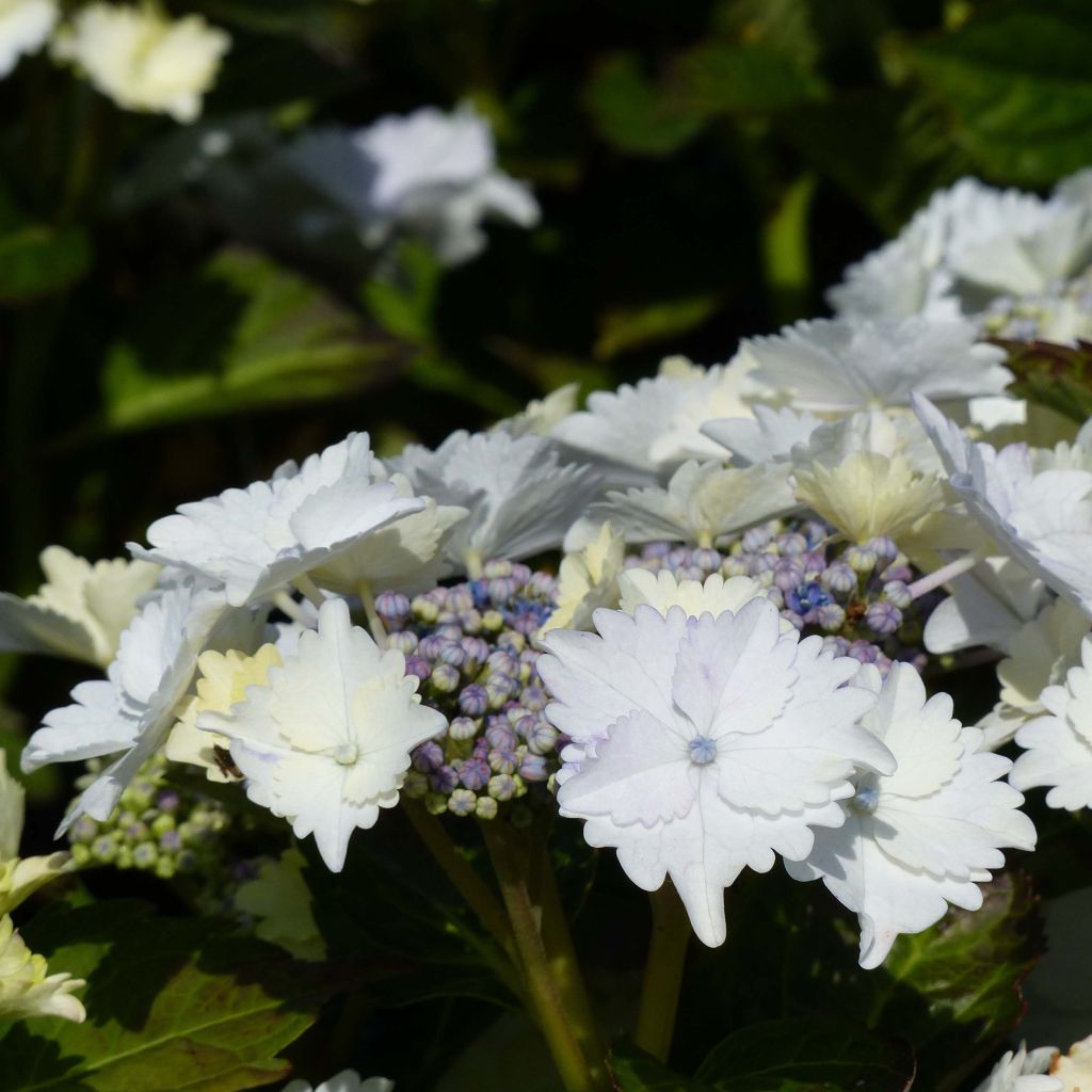 Hortensia macrophylla Koria - Hydrangea