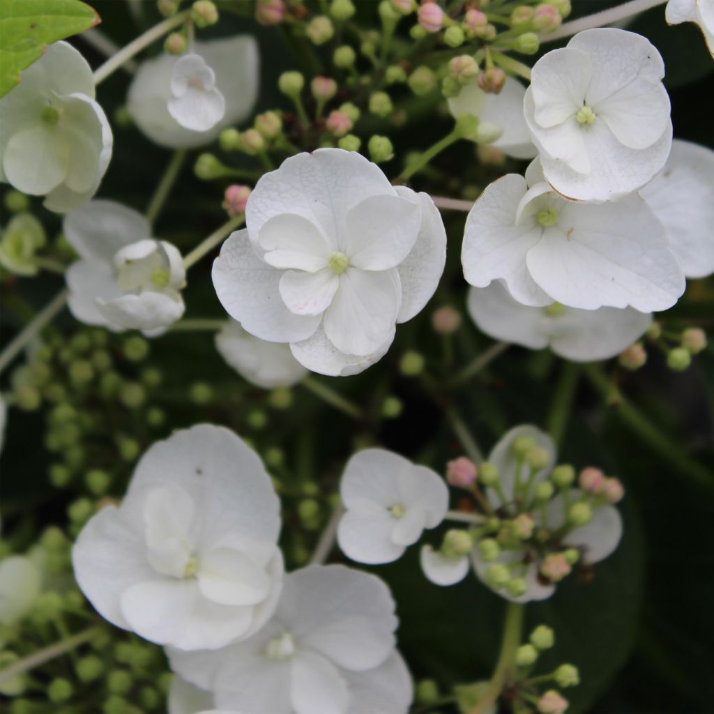 Hortensia macrophylla Libelle - Hydrangea