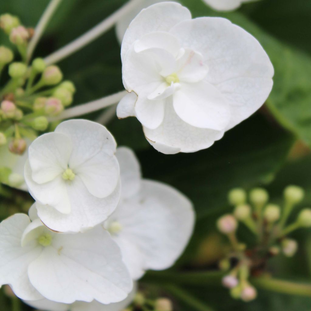 Hortensia macrophylla Libelle - Hydrangea