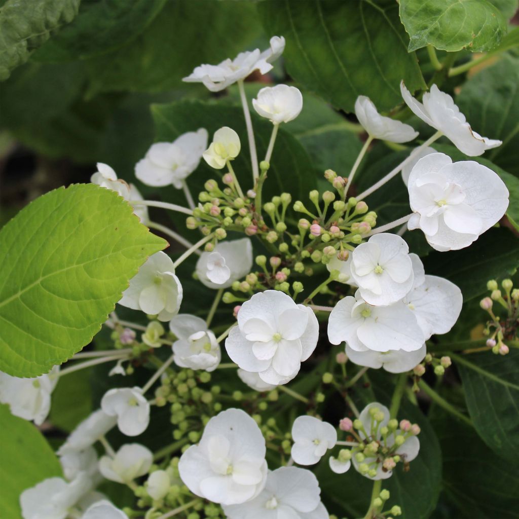 Hortensia macrophylla Libelle - Hydrangea