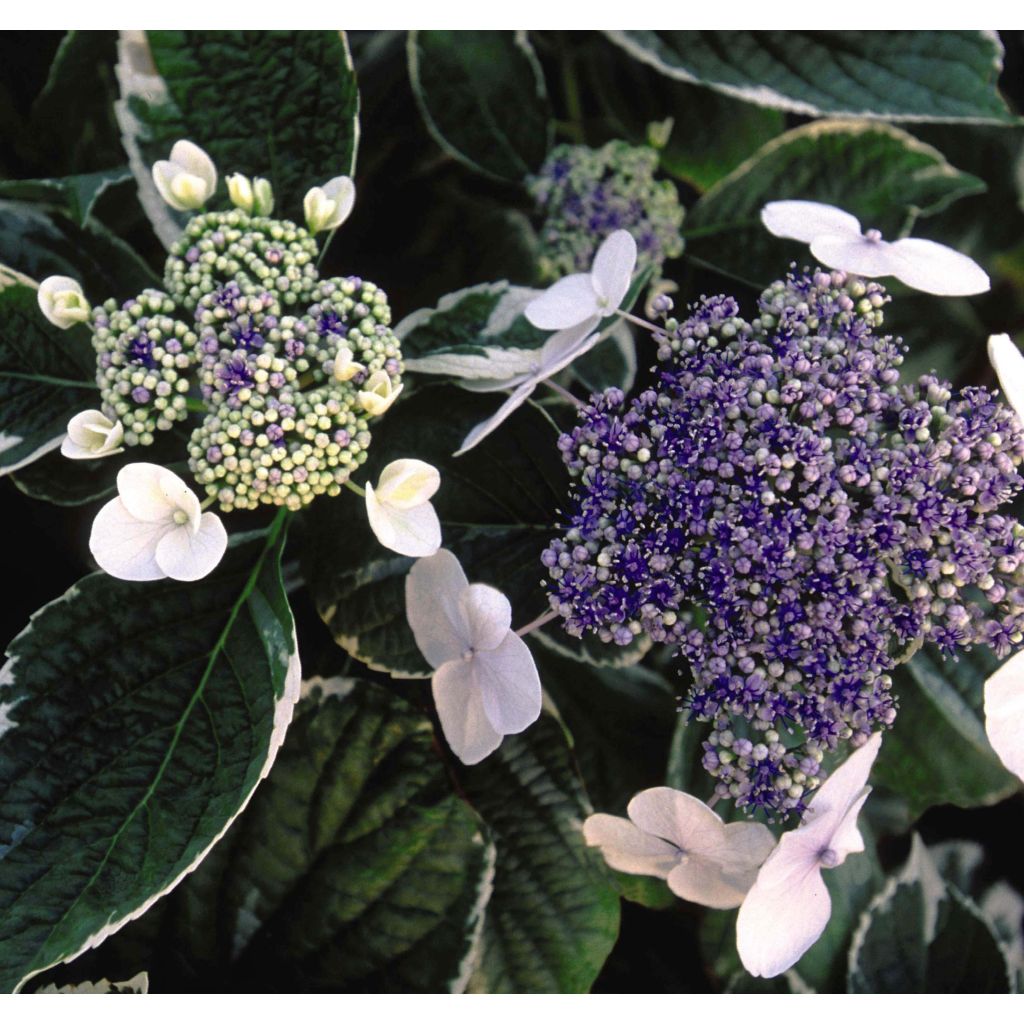 Hortensia macrophylla Light'o'Day - Hydrangea