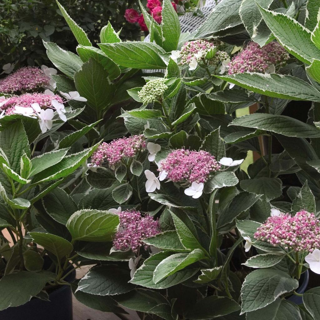 Hortensia macrophylla Light'o'Day - Hydrangea