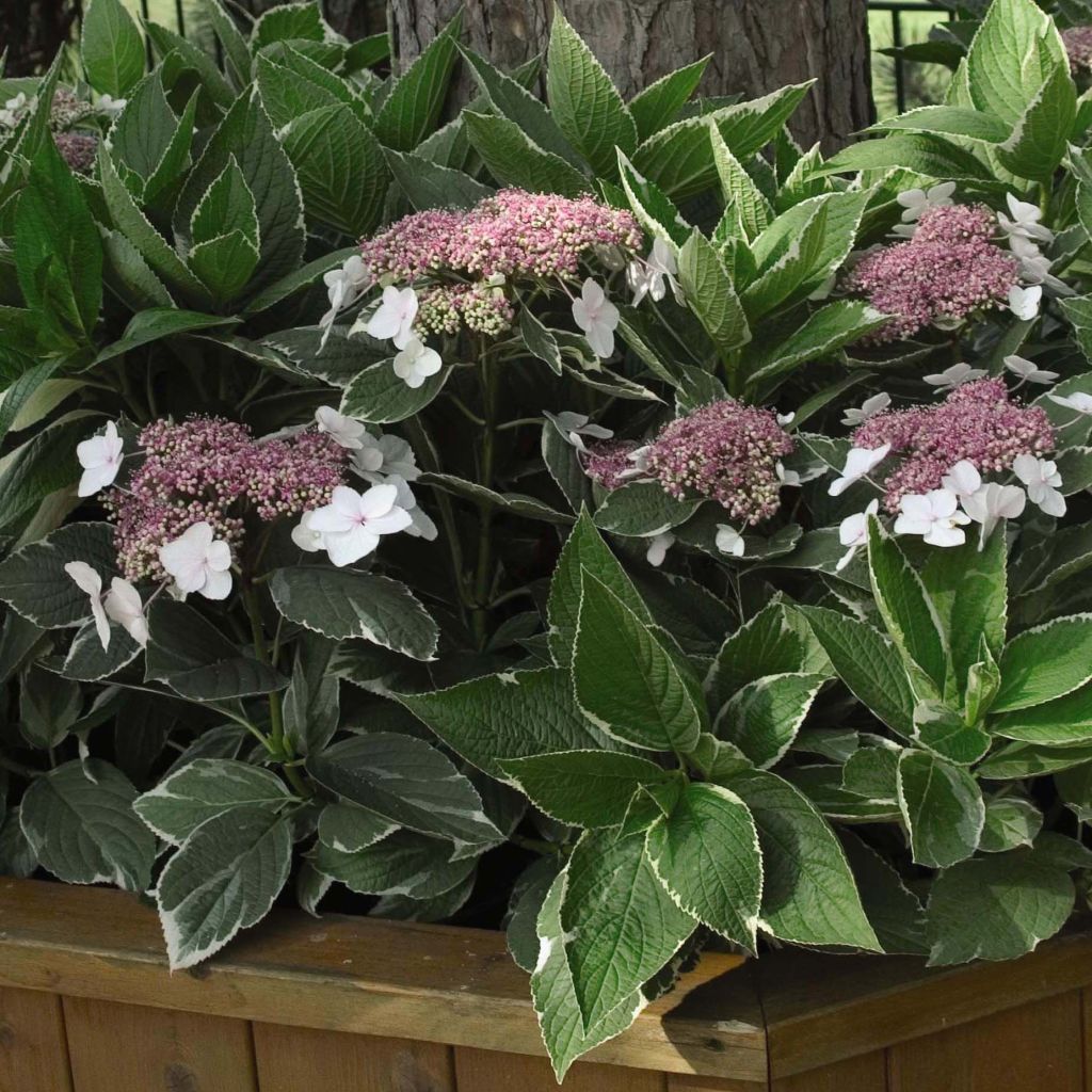 Hortensia macrophylla Light'o'Day - Hydrangea