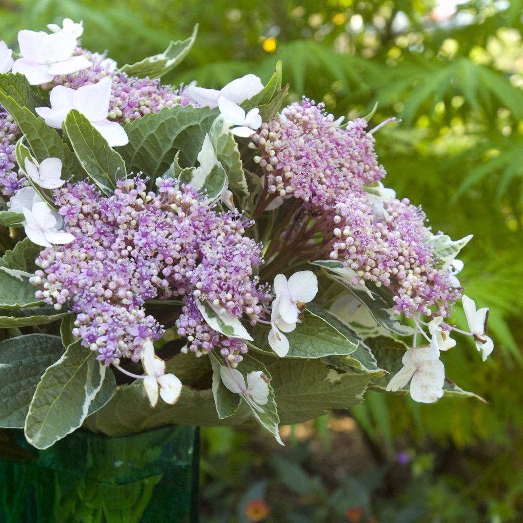 Hortensia macrophylla Light'o'Day - Hydrangea