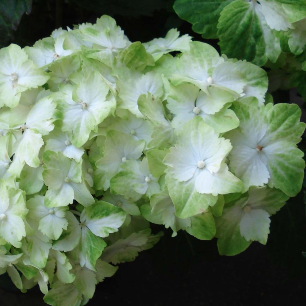 Hortensia macrophylla Magical Jade - Hydrangea