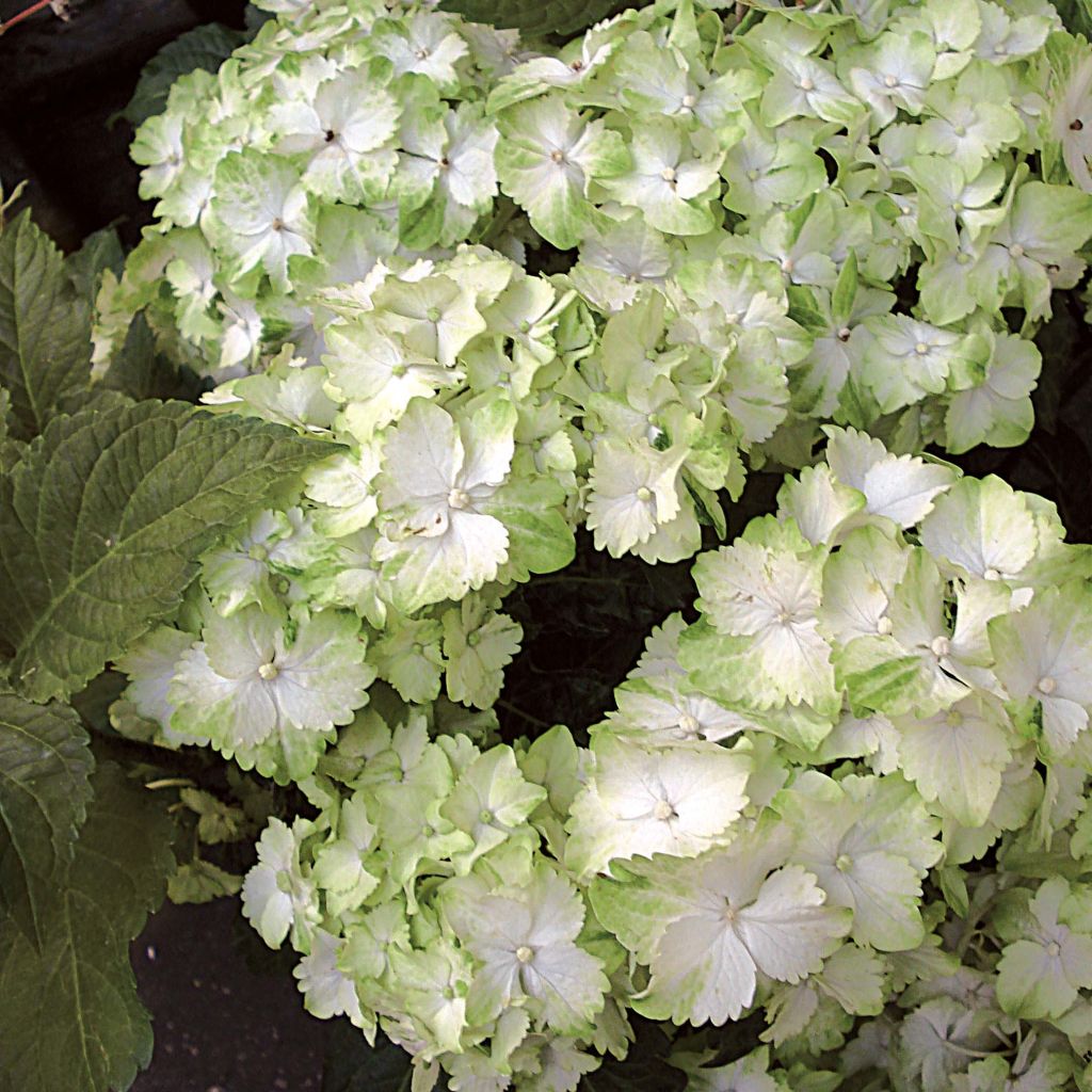 Hortensia macrophylla Magical Jade - Hydrangea