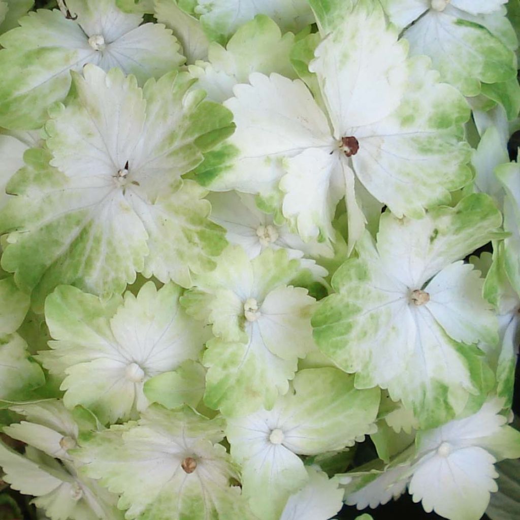 Hortensia macrophylla Magical Jade - Hydrangea