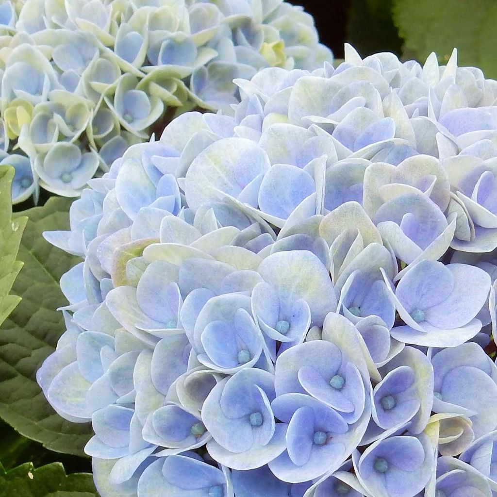 Hortensia macrophylla Magical Revolution Bleu - Hydrangea