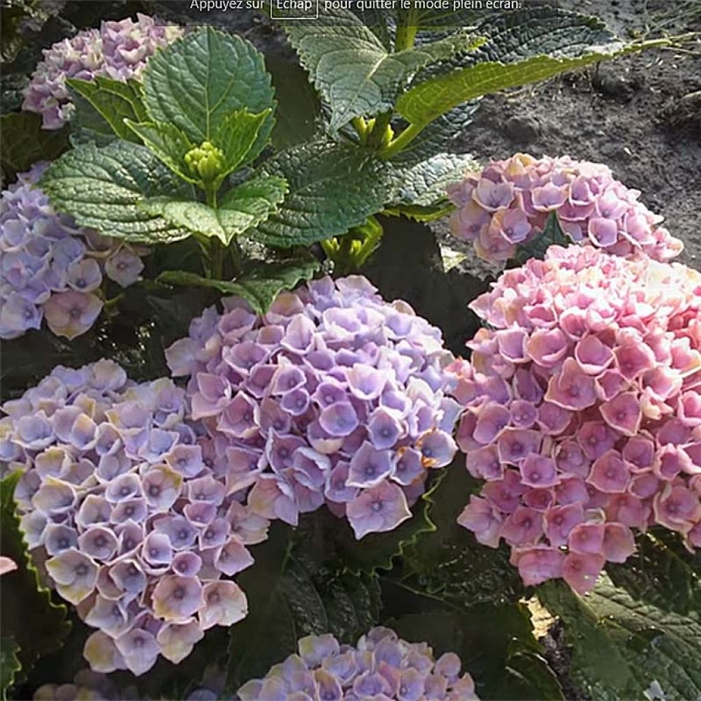 Hortensia macrophylla Magical Revolution Bleu - Hydrangea