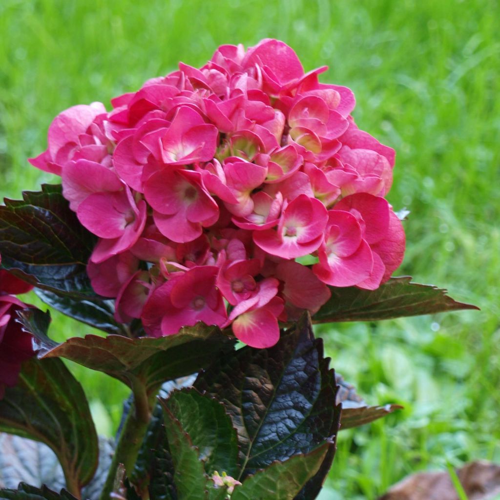 Hortensia macrophylla Merveille Sanguine - Hydrangea