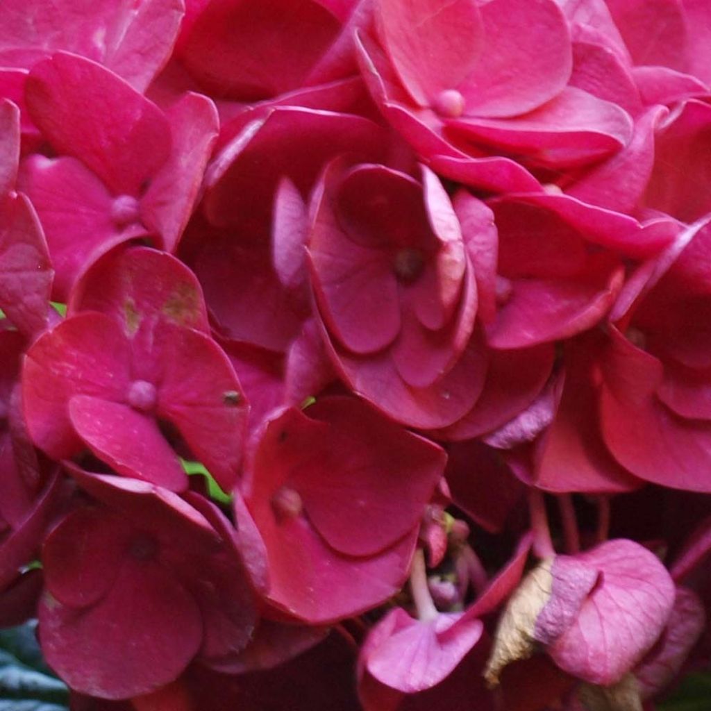 Hortensia macrophylla Merveille Sanguine - Hydrangea