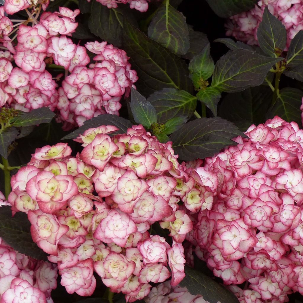 Hortensia macrophylla Miss Saori - Hydrangea