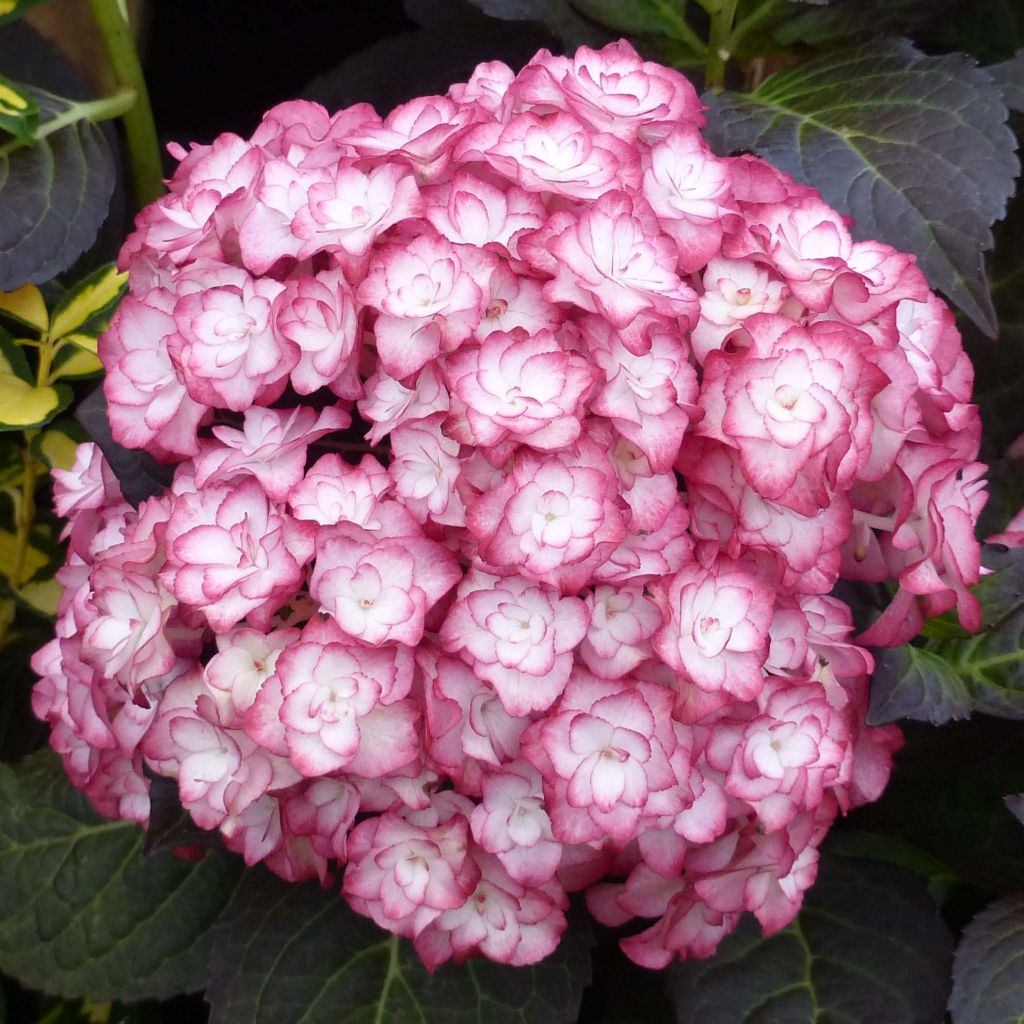 Hortensia macrophylla Miss Saori - Hydrangea