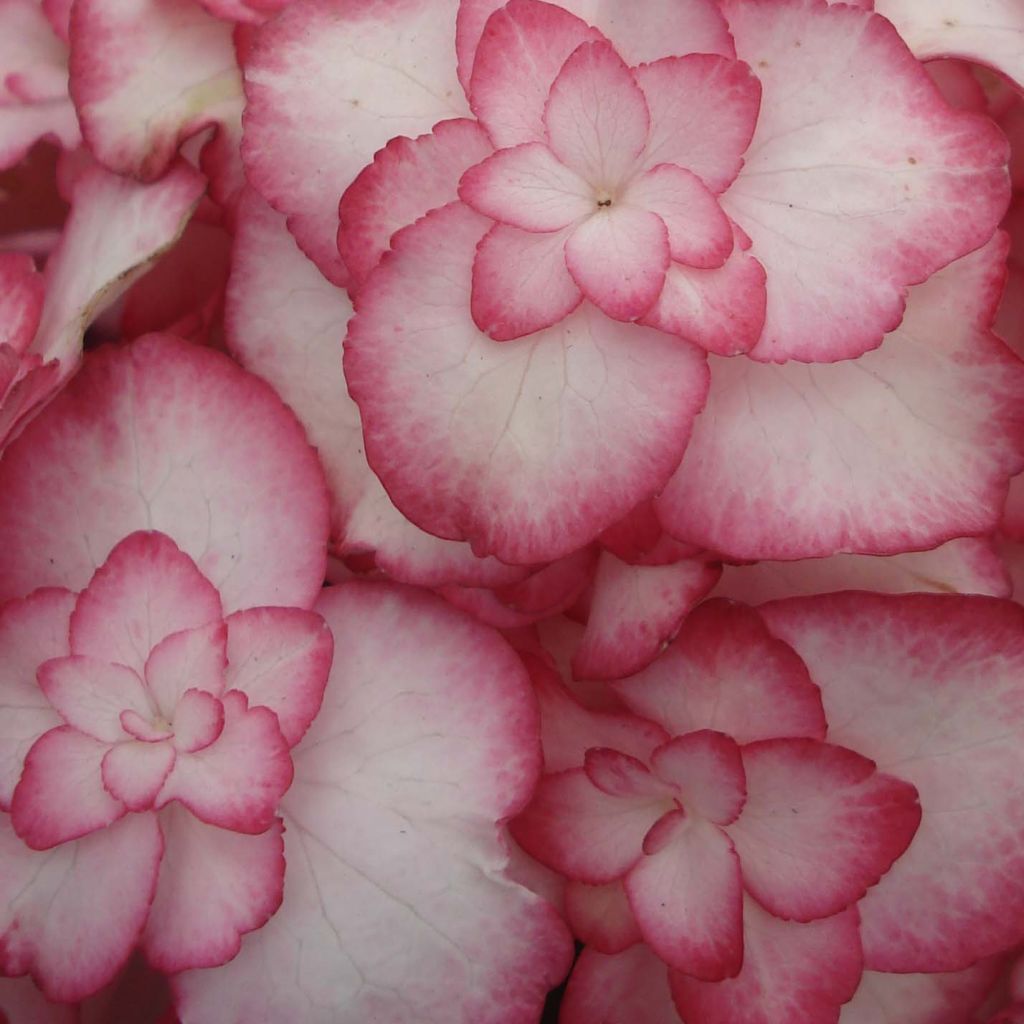 Hortensia macrophylla Miss Saori - Hydrangea