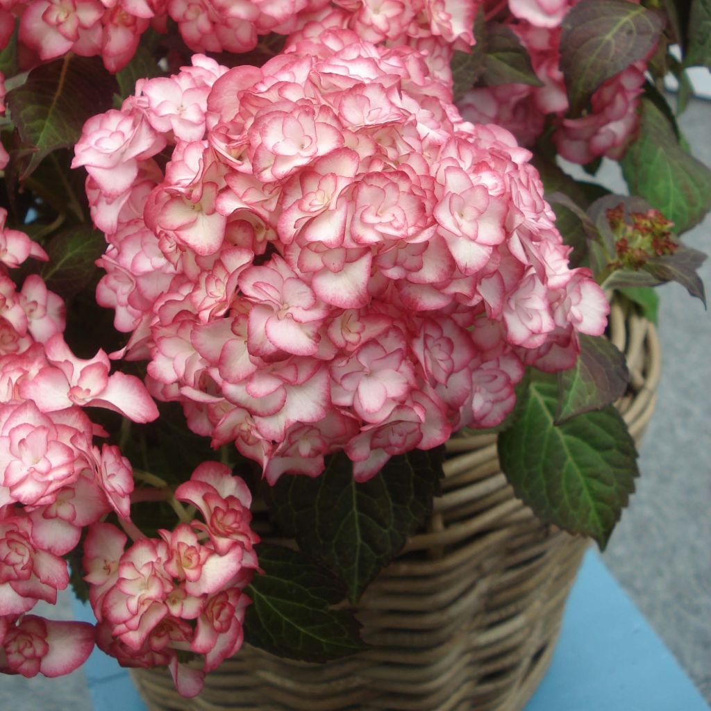 Hortensia macrophylla Miss Saori - Hydrangea