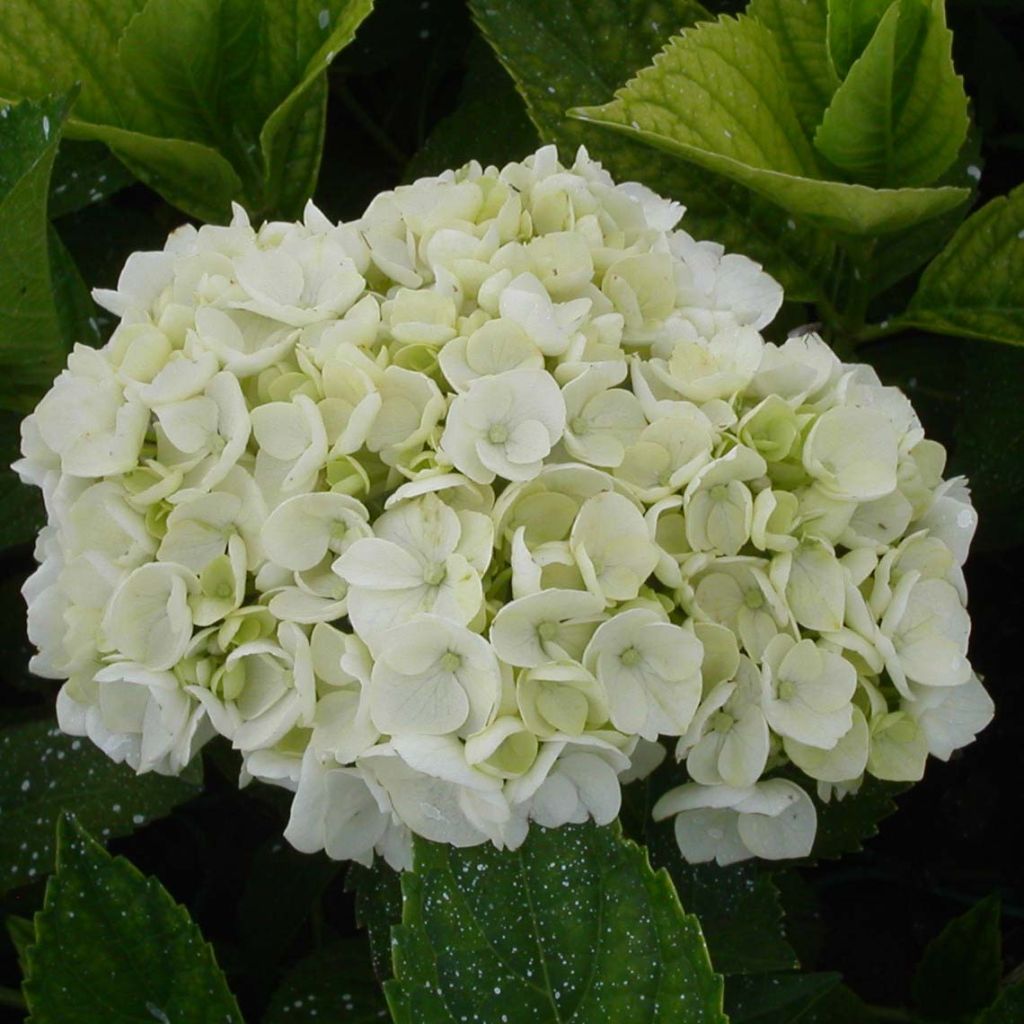 Hortensia macrophylla Mme Emile Mouillière - Hydrangea