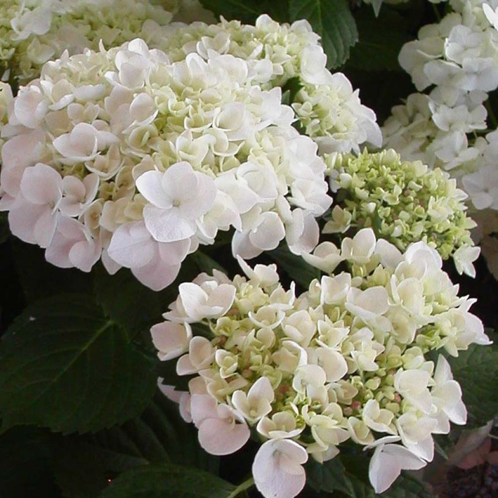 Hortensia macrophylla Mme Emile Mouillière - Hydrangea