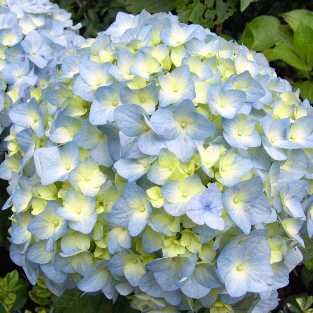 Hortensia macrophylla Nikko Blue - Hydrangea