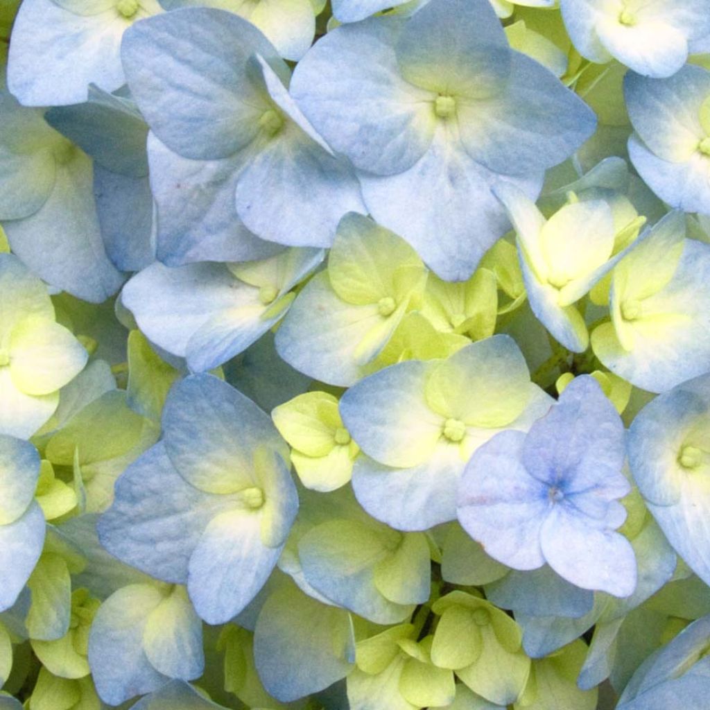 Hortensia macrophylla Nikko Blue - Hydrangea