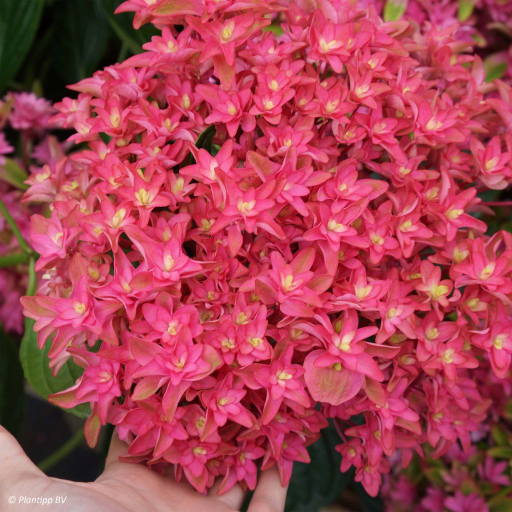 Hortensia macrophylla Princess Diana - Hydrangea