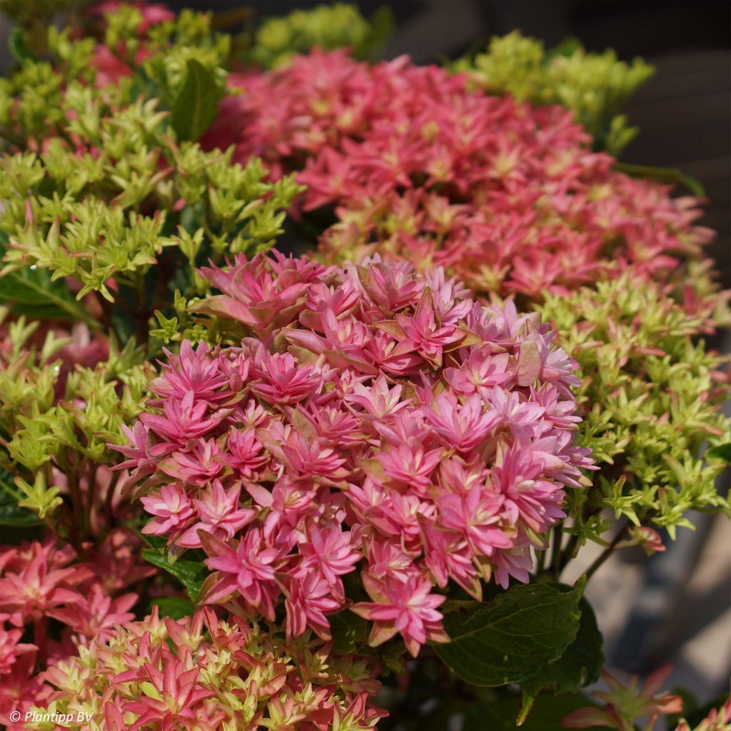 Hortensia macrophylla Princess Diana - Hydrangea