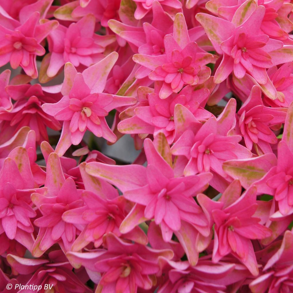 Hortensia macrophylla Princess Diana - Hydrangea