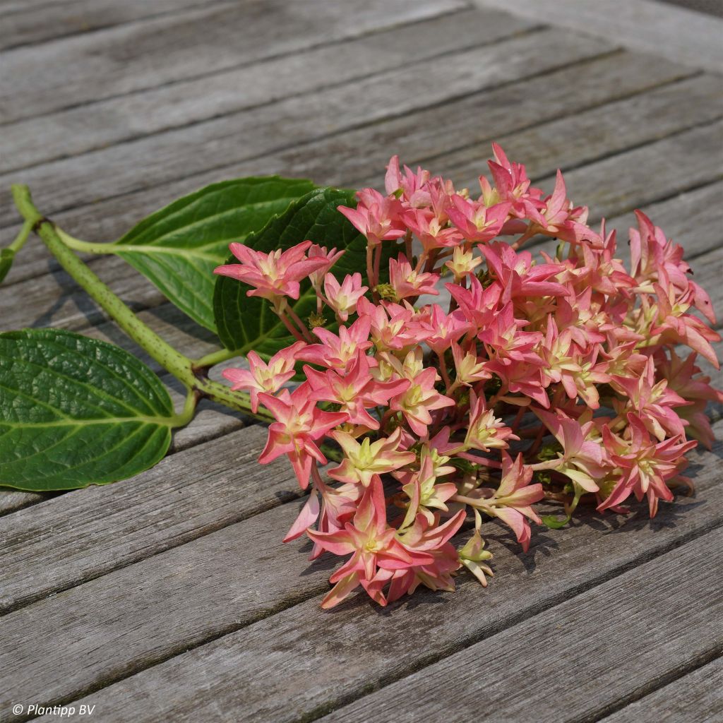 Hortensia macrophylla Princess Diana - Hydrangea