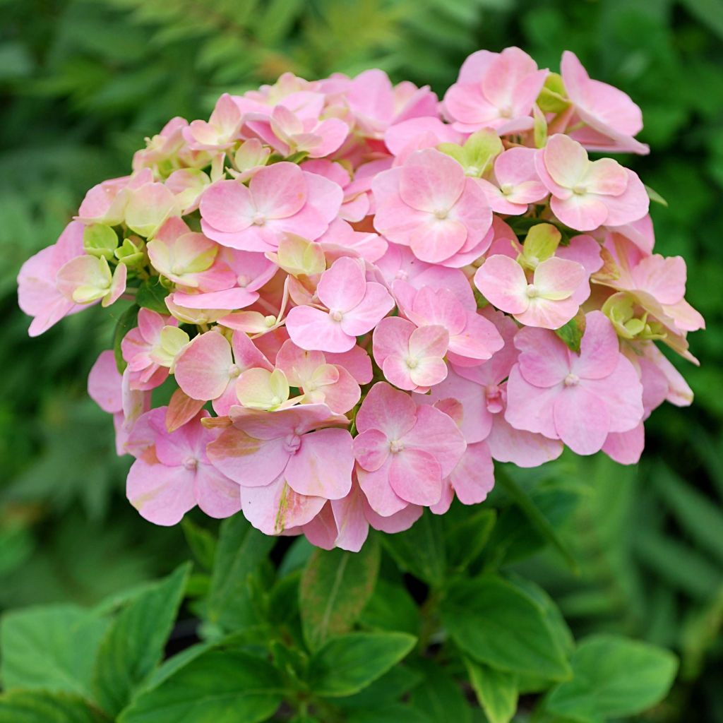 Hortensia macrophylla So Long Rosy - Hydrangea