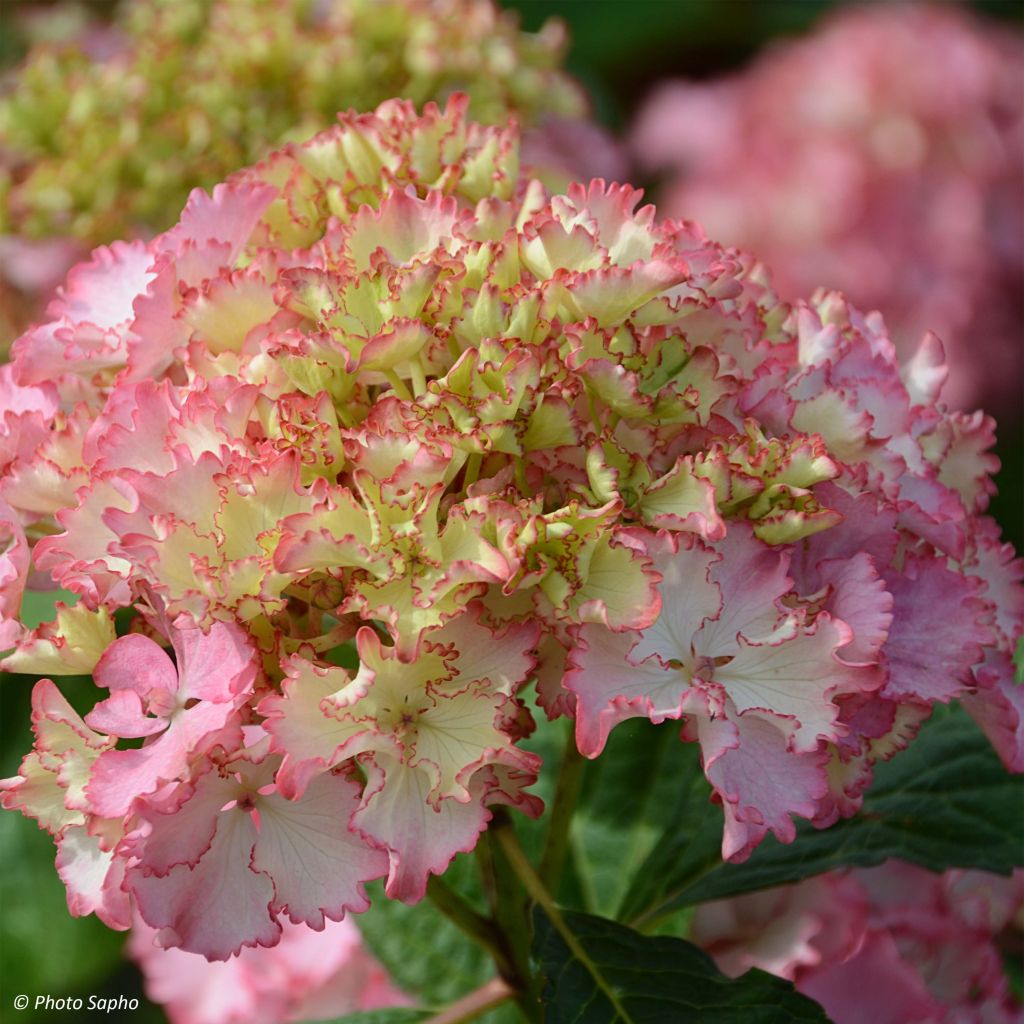 Hortensia macrophylla So Long Sunny - Hydrangea