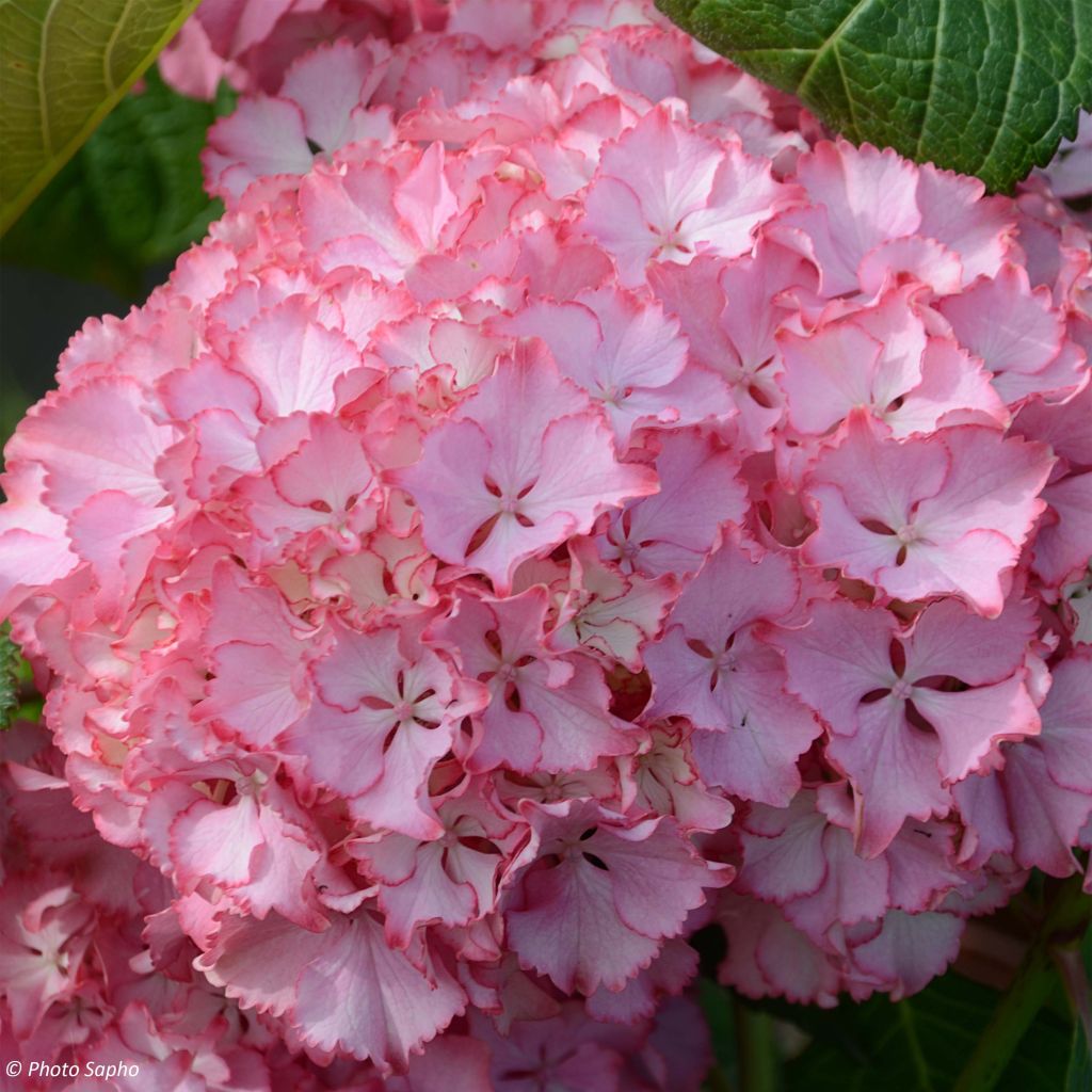 Hortensia macrophylla So Long Sunny - Hydrangea