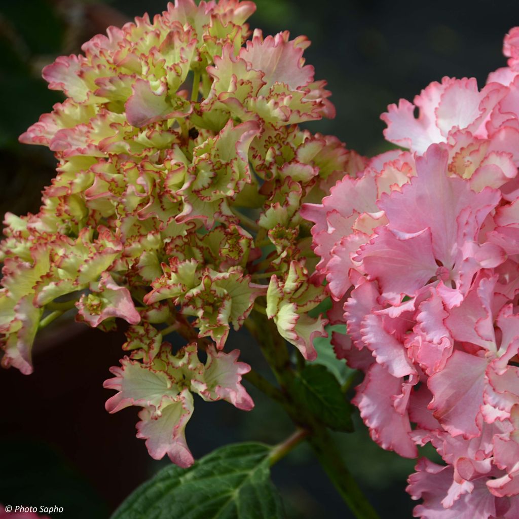 Hortensia macrophylla So Long Sunny - Hydrangea