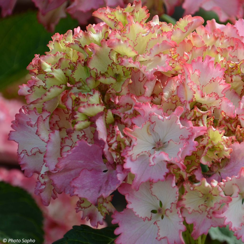 Hortensia macrophylla So Long Sunny - Hydrangea