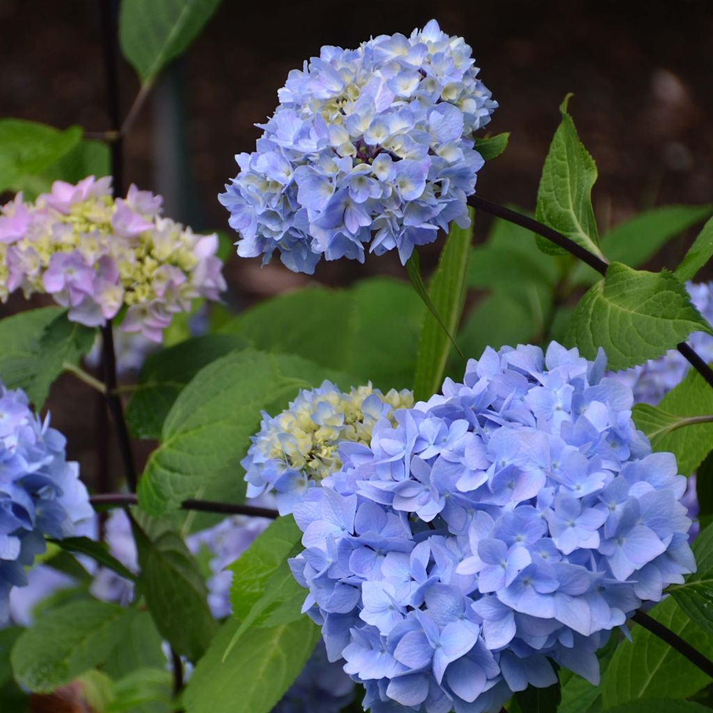 Hortensia macrophylla So Long Ebony - Hydrangea