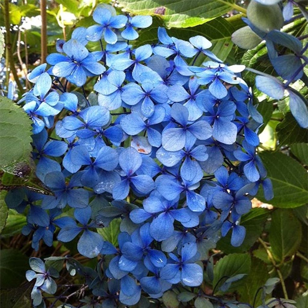 Hortensia macrophylla Yamato - Hydrangea