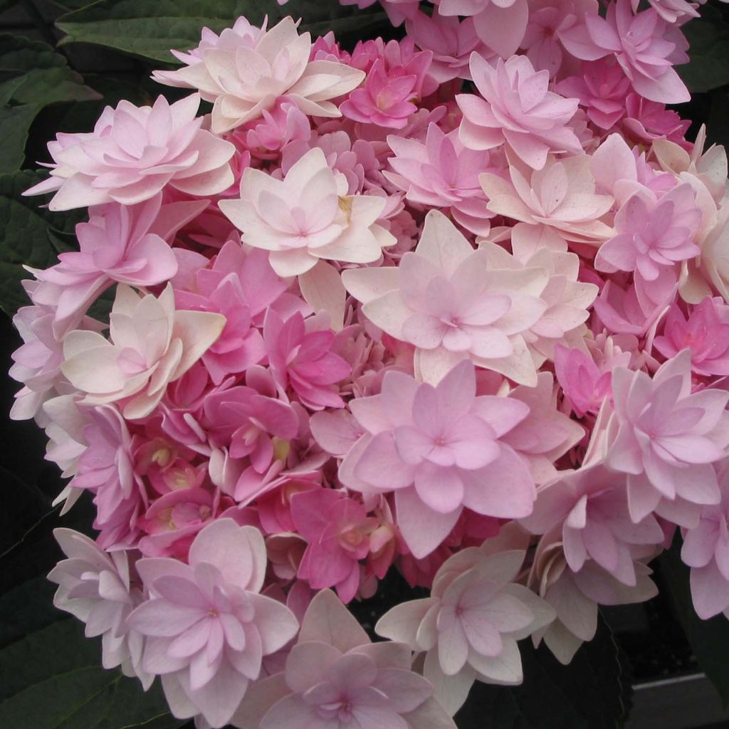 Hortensia macrophylla You and Me Romance - Hydrangea