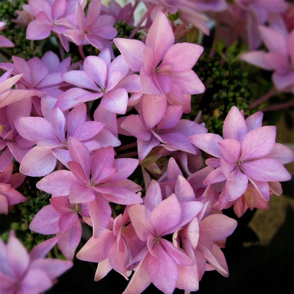 Hortensia macrophylla You and Me Romance - Hydrangea