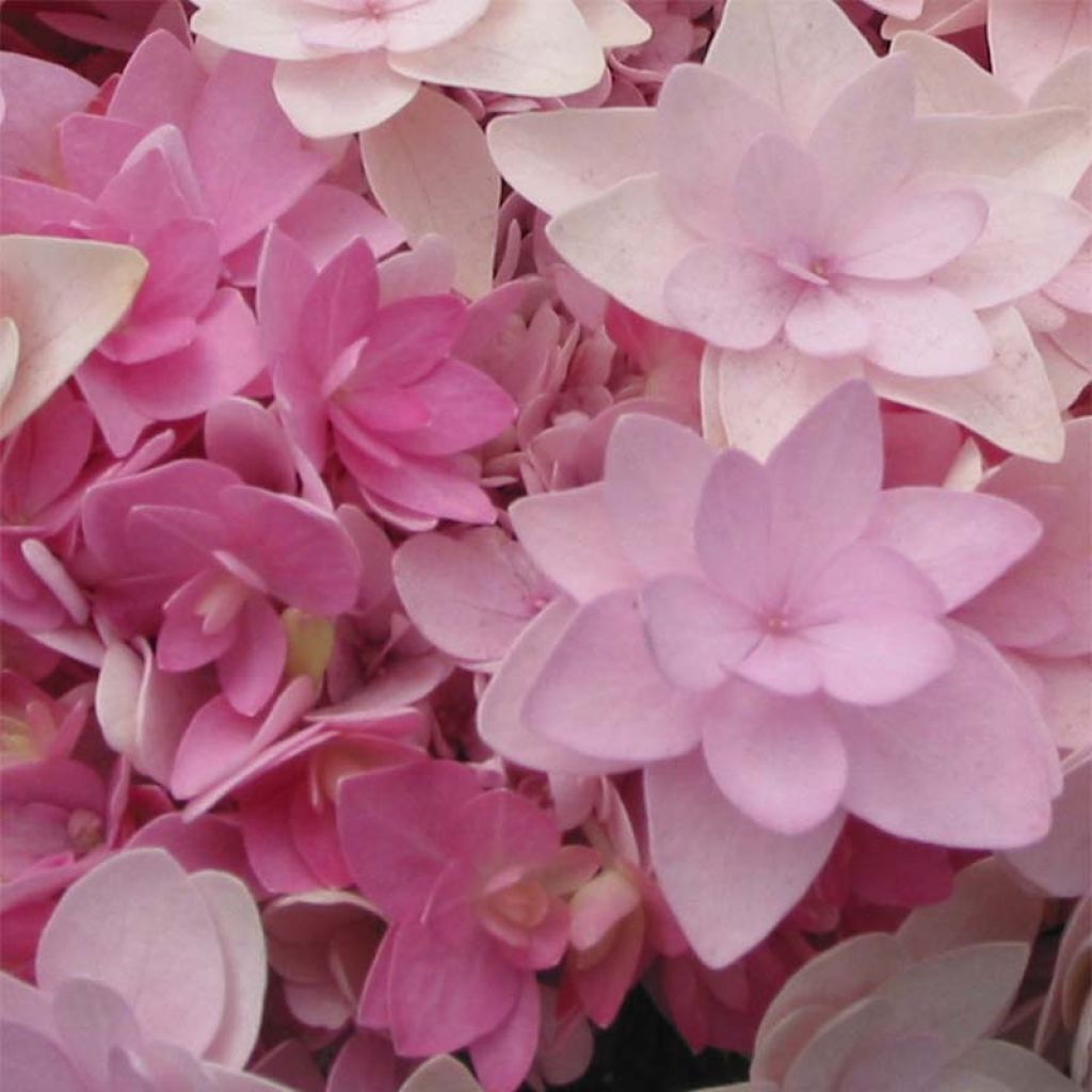 Hortensia macrophylla You and Me Romance - Hydrangea