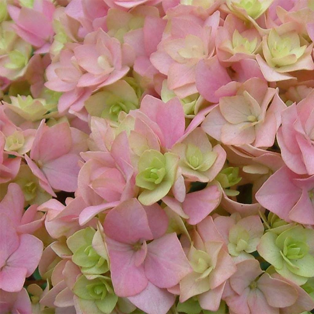 Hortensia macrophylla You and Me Together - Hydrangea